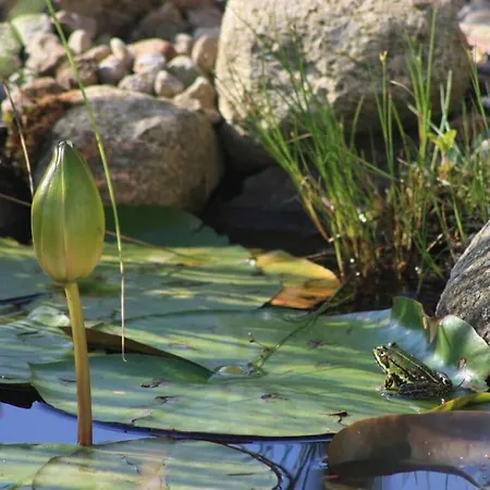 Living Lust 2 In بيت للعطل